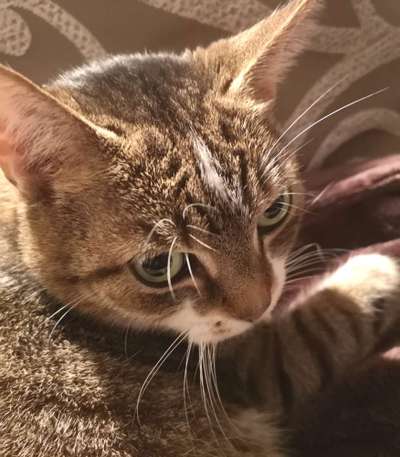 Hundebilder-Beitrag-Bild