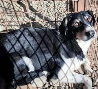 Tierschutzhunde suchen ein Zuhause-Beitrag-Bild