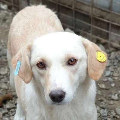 Tierschutzhunde suchen ein Zuhause-Beitrag-Bild