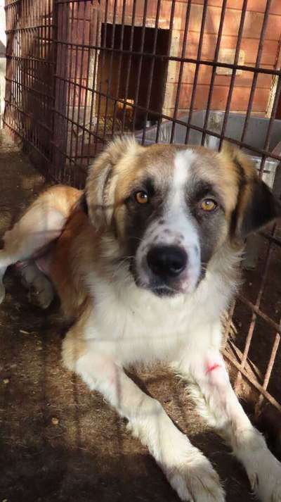 Tierschutzhunde suchen ein Zuhause-Beitrag-Bild