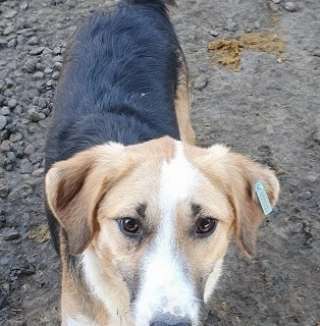 Tierschutzhunde suchen ein Zuhause-Beitrag-Bild