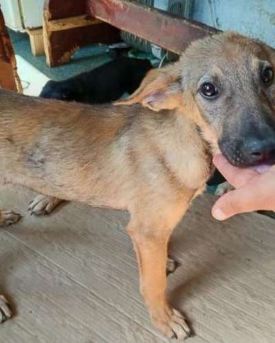 Tierschutzhunde suchen ein Zuhause-Beitrag-Bild