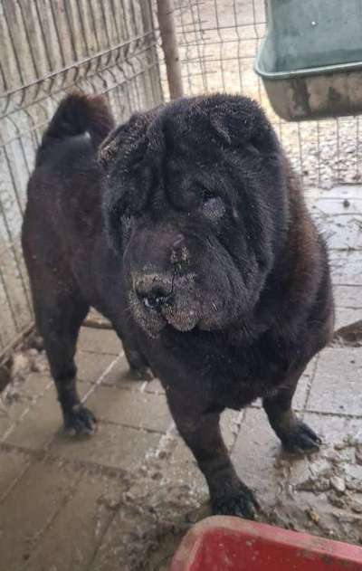 Tierschutzhunde suchen ein Zuhause-Beitrag-Bild