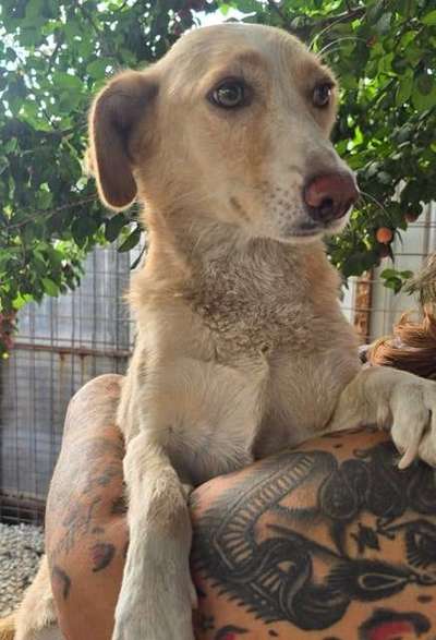 Tierschutzhunde suchen ein Zuhause-Beitrag-Bild