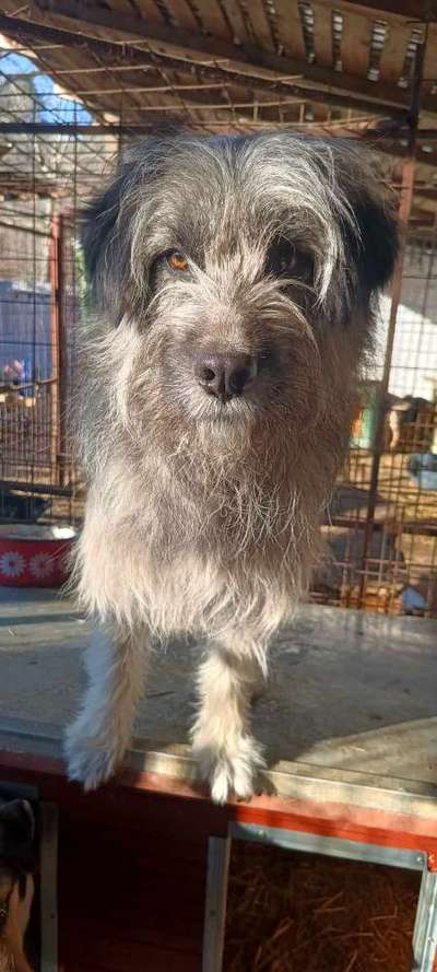 Tierschutzhunde suchen ein Zuhause-Beitrag-Bild