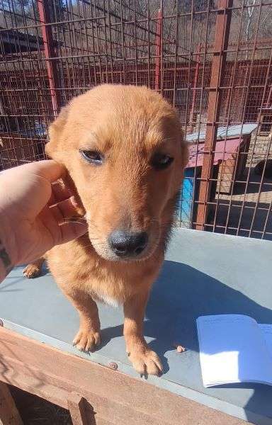 Tierschutzhunde suchen ein Zuhause-Beitrag-Bild