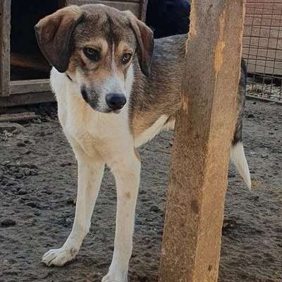 Tierschutzhunde suchen ein Zuhause-Beitrag-Bild