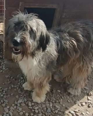 Tierschutzhunde suchen ein Zuhause-Beitrag-Bild