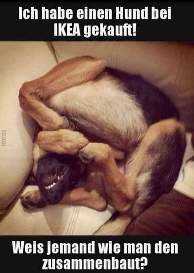 Hunde Memes-Beitrag-Bild