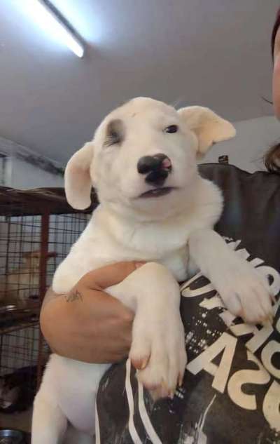 Tierschutzhunde suchen ein Zuhause-Beitrag-Bild