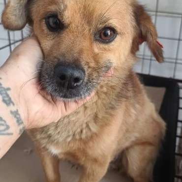 Tierschutzhunde suchen ein Zuhause-Beitrag-Bild