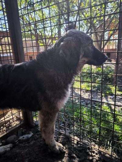 Tierschutzhunde suchen ein Zuhause-Beitrag-Bild