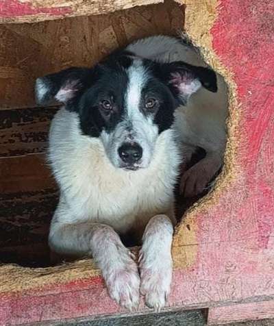 Tierschutzhunde suchen ein Zuhause-Beitrag-Bild