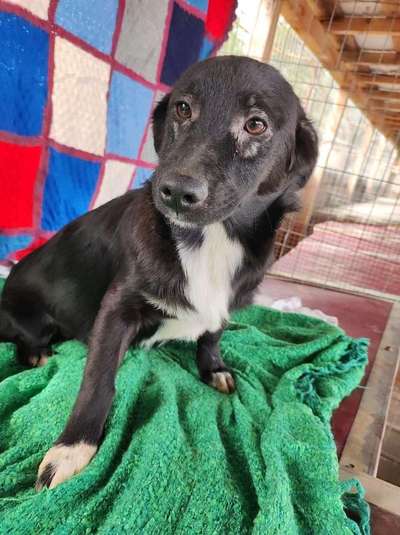 Tierschutzhunde suchen ein Zuhause-Beitrag-Bild