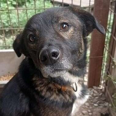 Tierschutzhunde suchen ein Zuhause-Beitrag-Bild