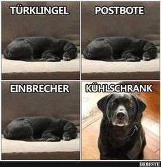 Hunde Memes-Beitrag-Bild