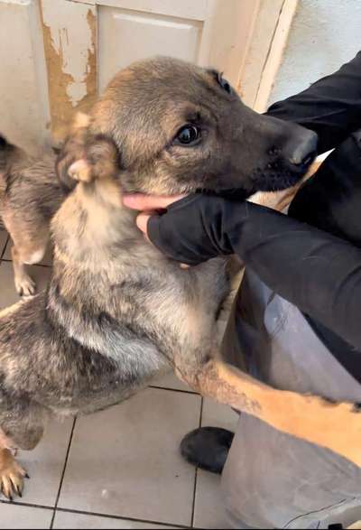 Tierschutzhunde suchen ein Zuhause-Beitrag-Bild