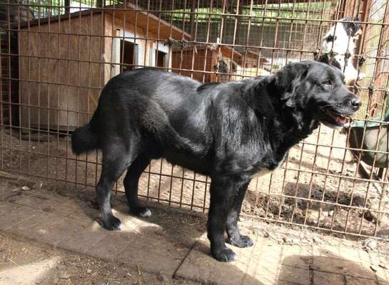 Tierschutzhunde suchen ein Zuhause-Beitrag-Bild