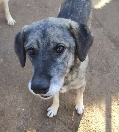Tierschutzhunde suchen ein Zuhause-Beitrag-Bild