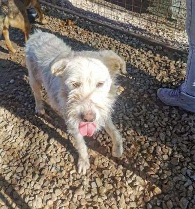 Tierschutzhunde suchen ein Zuhause-Beitrag-Bild