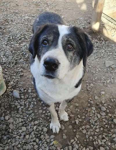 Tierschutzhunde suchen ein Zuhause-Beitrag-Bild