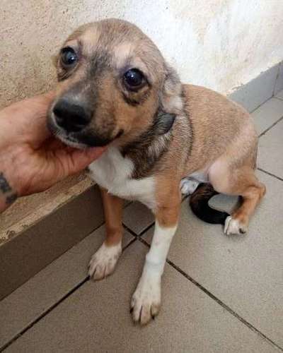 Tierschutzhunde suchen ein Zuhause-Beitrag-Bild