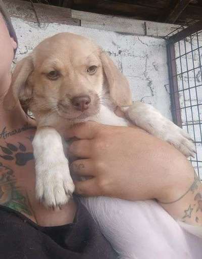 Tierschutzhunde suchen ein Zuhause-Beitrag-Bild