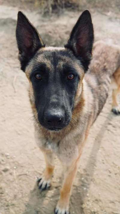 Tierschutzhunde suchen ein Zuhause-Beitrag-Bild