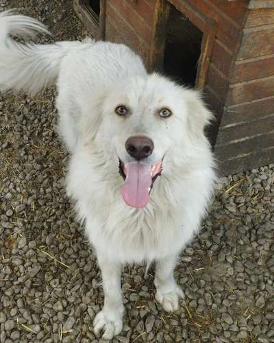 Tierschutzhunde suchen ein Zuhause-Beitrag-Bild