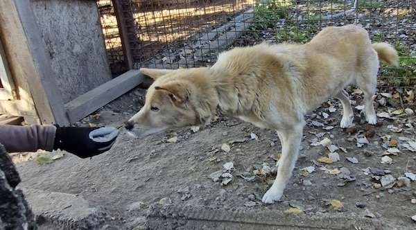 Tierschutzhunde suchen ein Zuhause-Beitrag-Bild