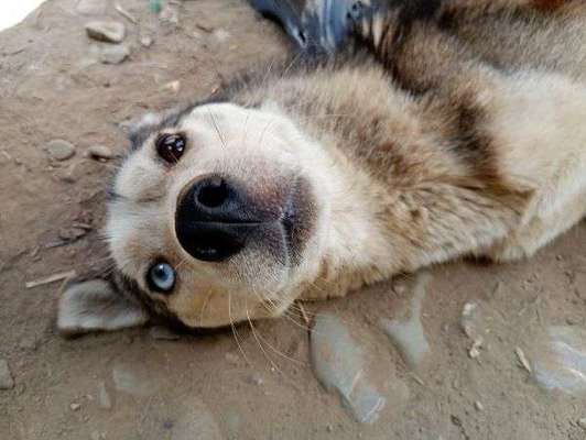 Tierschutzhunde suchen ein Zuhause-Beitrag-Bild