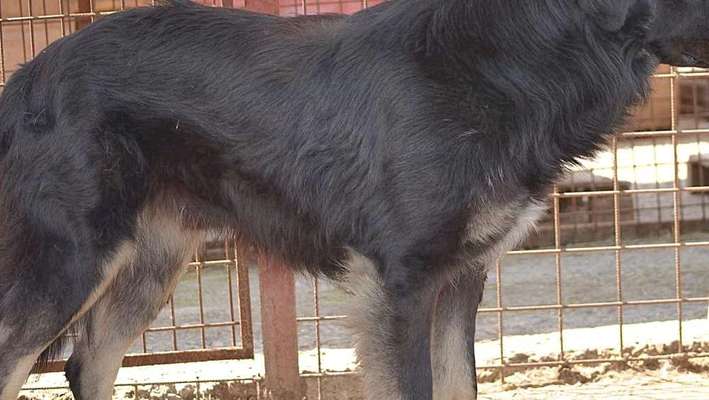 Tierschutzhunde suchen ein Zuhause-Beitrag-Bild