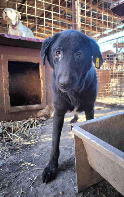 Tierschutzhunde suchen ein Zuhause-Beitrag-Bild