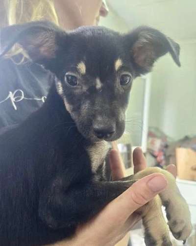 Tierschutzhunde suchen ein Zuhause-Beitrag-Bild