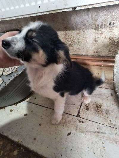 Tierschutzhunde suchen ein Zuhause-Beitrag-Bild