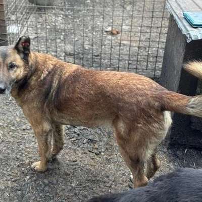 Tierschutzhunde suchen ein Zuhause-Beitrag-Bild