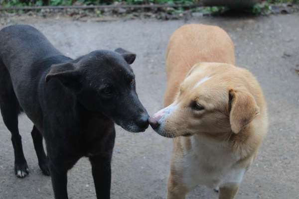 Tierschutzhunde suchen ein Zuhause-Beitrag-Bild