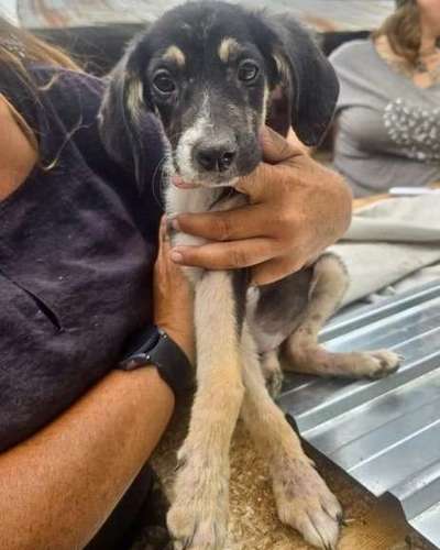 Tierschutzhunde suchen ein Zuhause-Beitrag-Bild