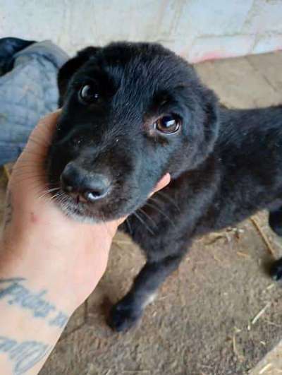 Tierschutzhunde suchen ein Zuhause-Beitrag-Bild