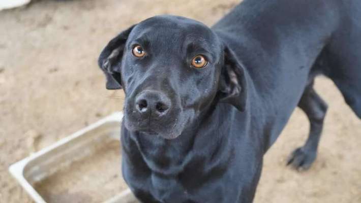 Tierschutzhunde suchen ein Zuhause-Beitrag-Bild