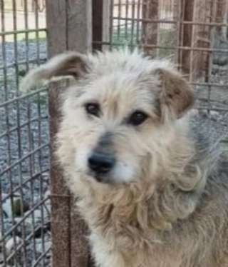 Tierschutzhunde suchen ein Zuhause-Beitrag-Bild