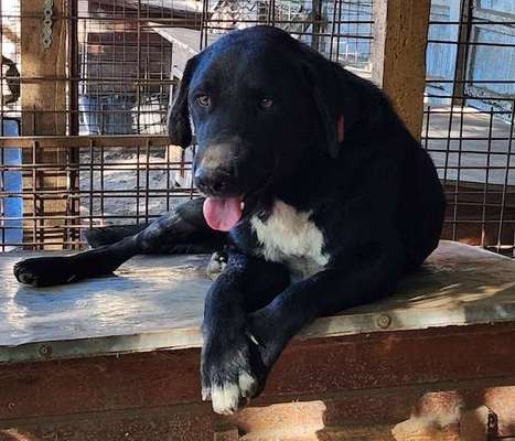 Tierschutzhunde suchen ein Zuhause-Beitrag-Bild