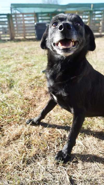 Tierschutzhunde suchen ein Zuhause-Beitrag-Bild