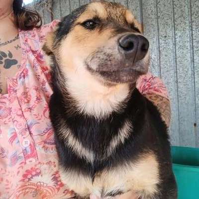 Tierschutzhunde suchen ein Zuhause-Beitrag-Bild