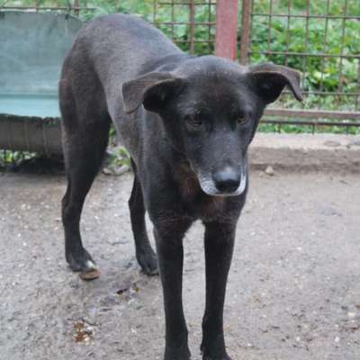 Tierschutzhunde suchen ein Zuhause-Beitrag-Bild