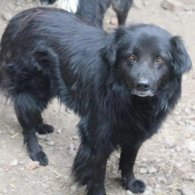 Tierschutzhunde suchen ein Zuhause-Beitrag-Bild