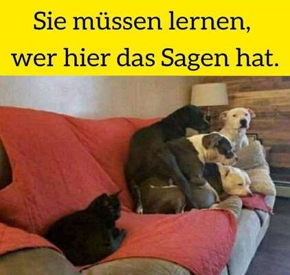 Hunde Memes-Beitrag-Bild
