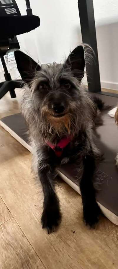 Tierschutzhunde suchen ein Zuhause-Beitrag-Bild