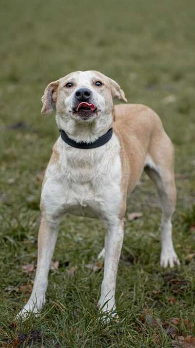 Tierschutzhunde suchen ein Zuhause-Beitrag-Bild