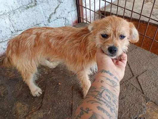 Tierschutzhunde suchen ein Zuhause-Beitrag-Bild